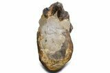 Cut/Polished Theropod Dinosaur (Allosaurus) Vertebra - Utah #360976-3